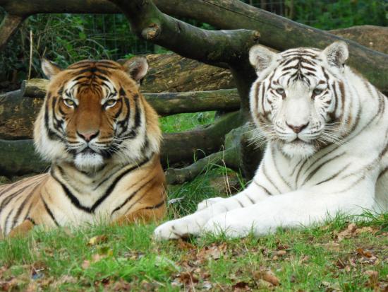 natur-zoo-de-mervent